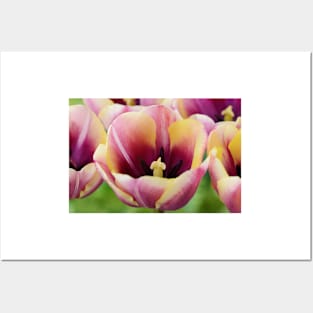 Tulipa  'Atlantis'   Single Late Tulip Posters and Art